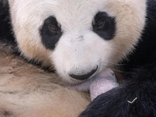 검은 무늬 나타난 쌍둥이 중 첫째 판다. 에버랜드 제공